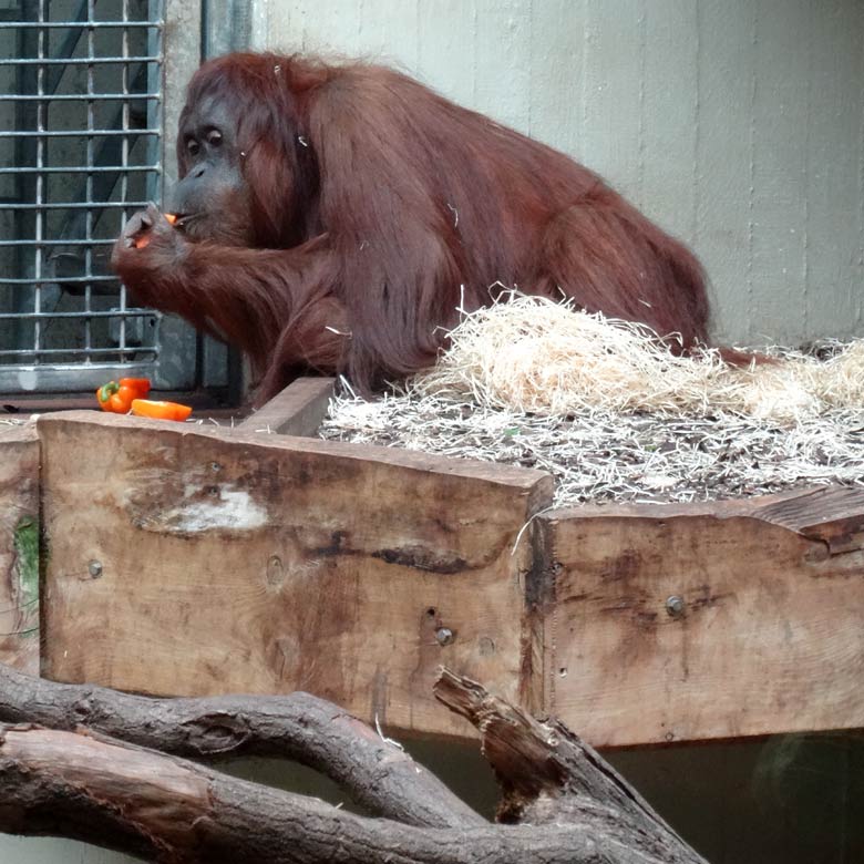 Orang-Utan Weibchen CHEEMO am 20. Mai 2017 im Menschenaffenhaus im Grünen Zoo Wuppertal