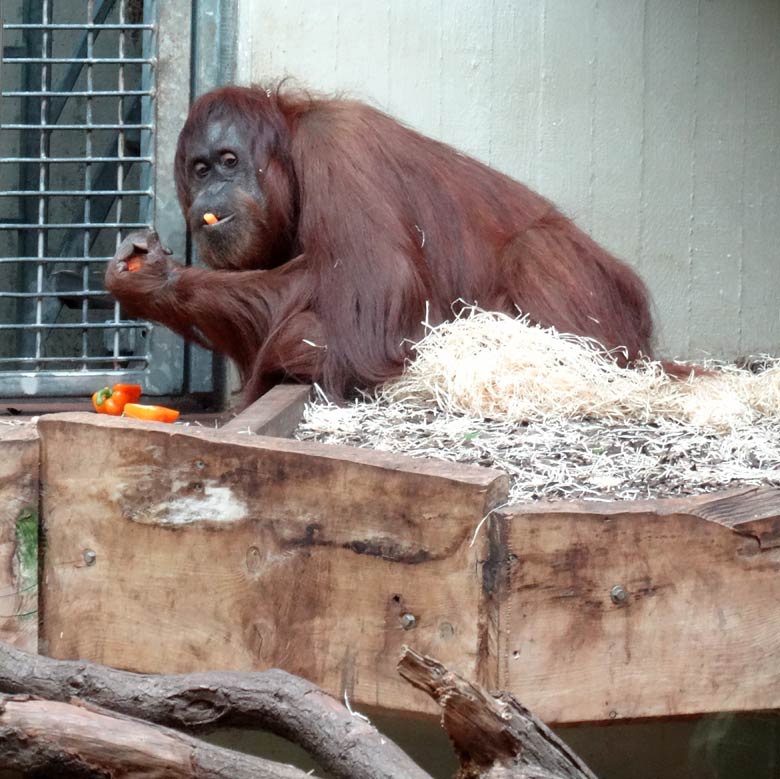 Orang-Utan Weibchen CHEEMO am 20. Mai 2017 im Menschenaffenhaus im Zoologischen Garten der Stadt Wuppertal