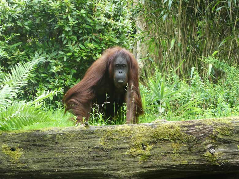 Orang-Utan-Weibchen CHEEMO am 4. Juni 2017 auf der Außenanlage im Zoologischen Garten der Stadt Wuppertal