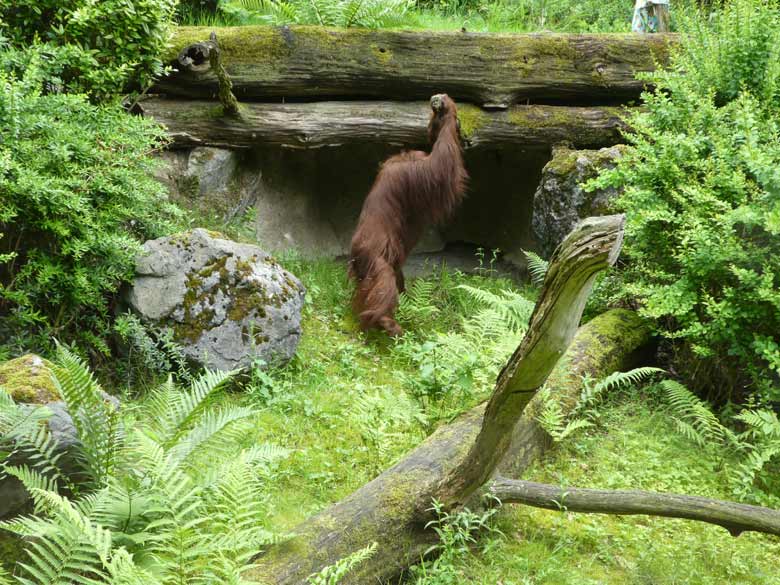 Orang-Utan-Weibchen CHEEMO am 4. Juni 2017 auf der Außenanlage im Grünen Zoo Wuppertal