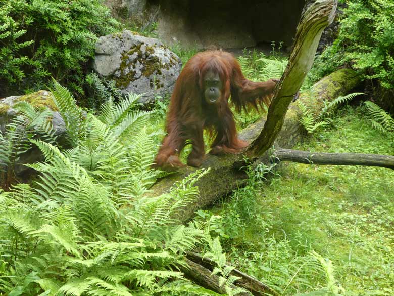 Orang-Utan-Weibchen CHEEMO am 4. Juni 2017 auf der Außenanlage im Zoologischen Garten Wuppertal