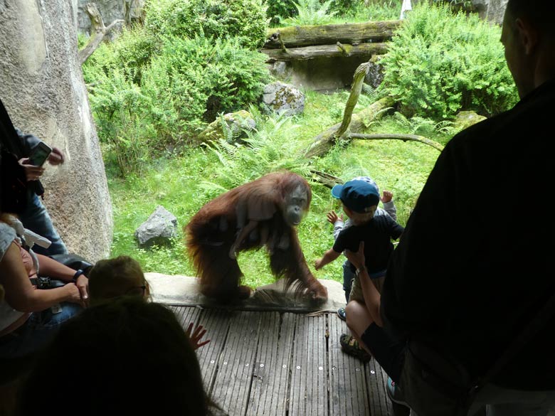 Orang-Utan-Weibchen CHEEMO am 4. Juni 2017 auf der Außenanlage im Zoo Wuppertal