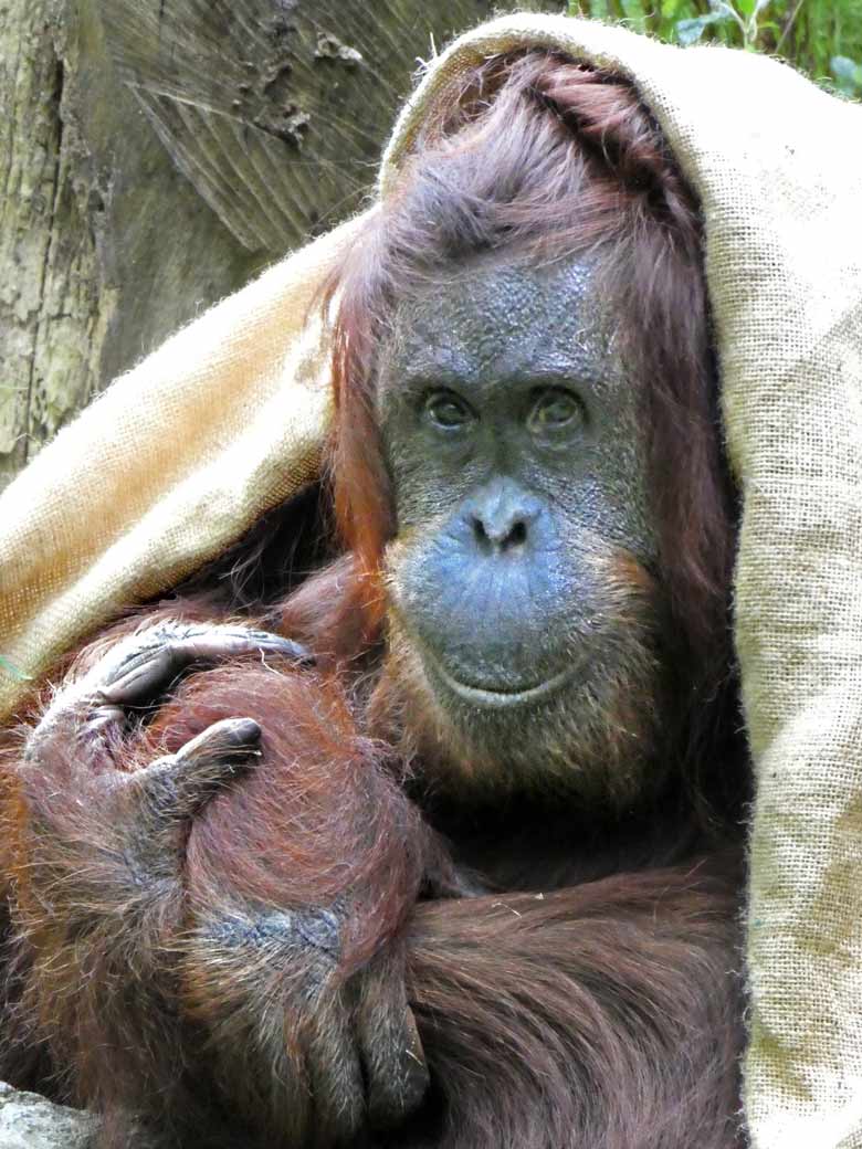 Orang-Utan-Weibchen CHEEMO am 16. Juli 2017 auf der Außenanlage im Wuppertaler Zoo