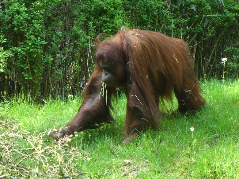 Orang-Utan Weibchen CHEEMO am 22. April 2018 auf der Außenanlage im Grünen Zoo Wuppertal