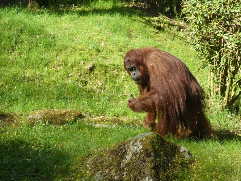 Orang-Utan Weibchen CHEEMO am 22. April 2018 auf der Außenanlage im Zoo Wuppertal