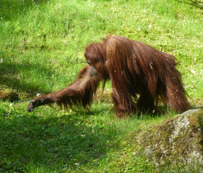 Orang-Utan Weibchen CHEEMO am 22. April 2018 auf der Außenanlage im Wuppertaler Zoo