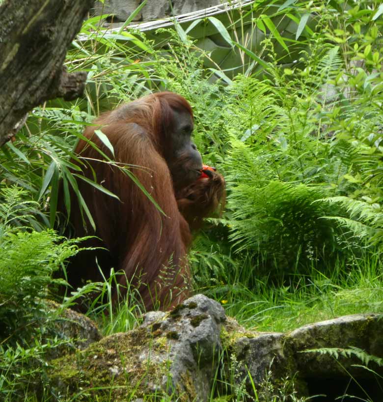 Orang-Utan Weibchen JAKOWINA mit Tomate am 31. Mai 2018 auf der Außenanlage im Zoologischen Garten Wuppertal