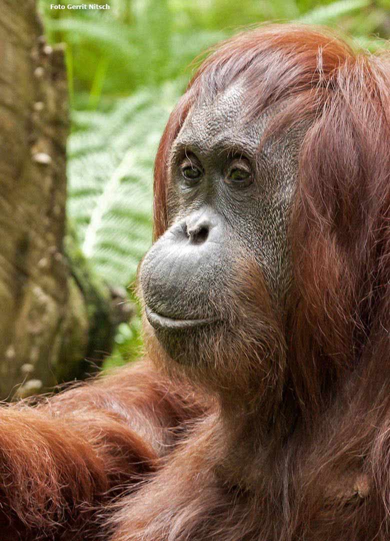 Orang-Utan Weibchen CHEEMO am 3. Juni 2018 im Wuppertaler Zoo (Foto Gerrit Nitsch)