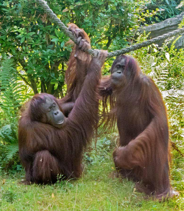 Orang-Utan Weibchen CHEEMO und JAKOWINA am 29. Juli 2018 auf der Außenanlage am Menschenaffenhaus im Zoologischen Garten Wuppertal