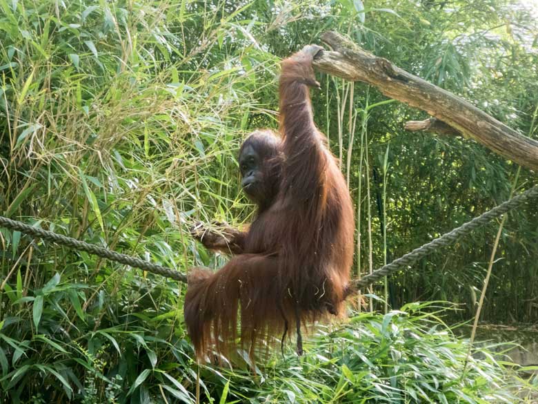 Orang-Utan Weibchen CHEEMO auf dem Seil am 29. Juli 2018 auf der Außenanlage am Menschenaffenhaus im Wuppertaler Zoo