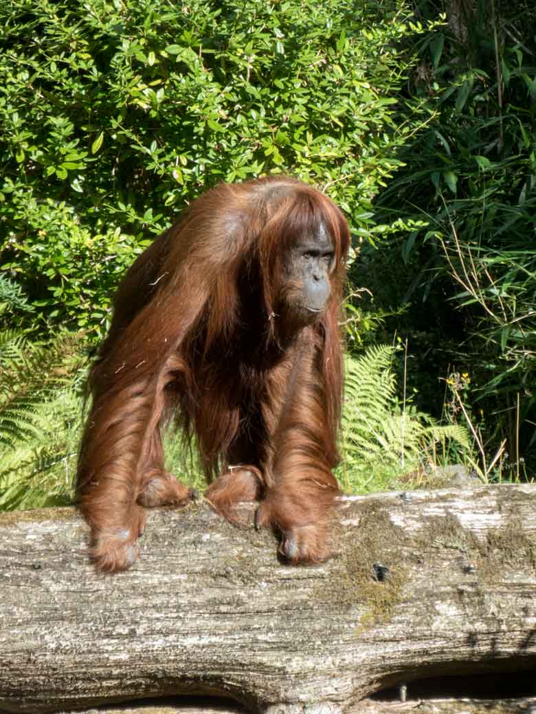 Orang-Utan Weibchen JAKOWINA am 29. Juli 2018 auf der Außenanlage am Menschenaffenhaus im Zoo Wuppertal