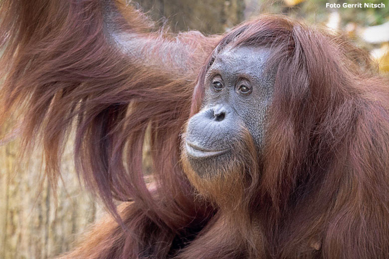 Orang-Utan Weibchen CHEEMO am 17. Oktober 2018 auf der Außenanlage im Wuppertaler Zoo (Foto Gerrit Nitsch)