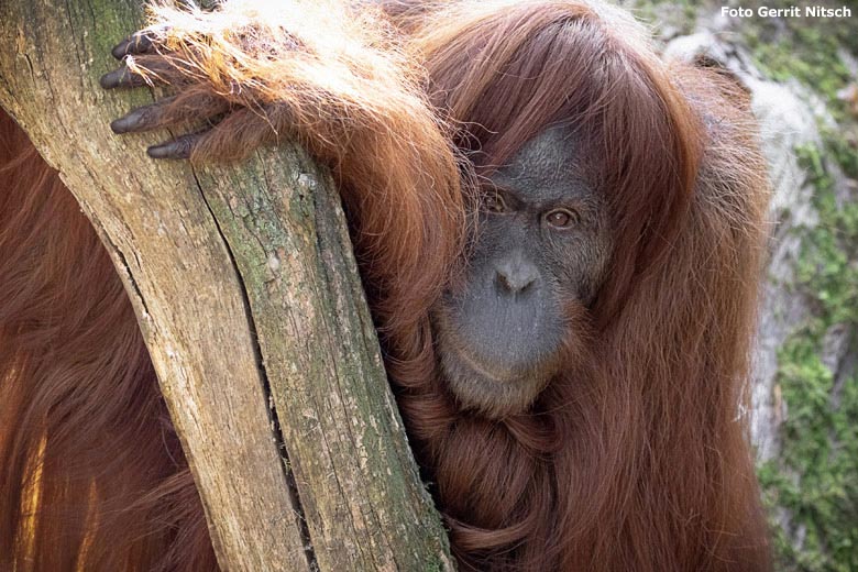 Orang-Utan Weibchen JAKOWINA am 17. Oktober 2018 auf der Außenanlage im Zoo Wuppertal (Foto Gerrit Nitsch)