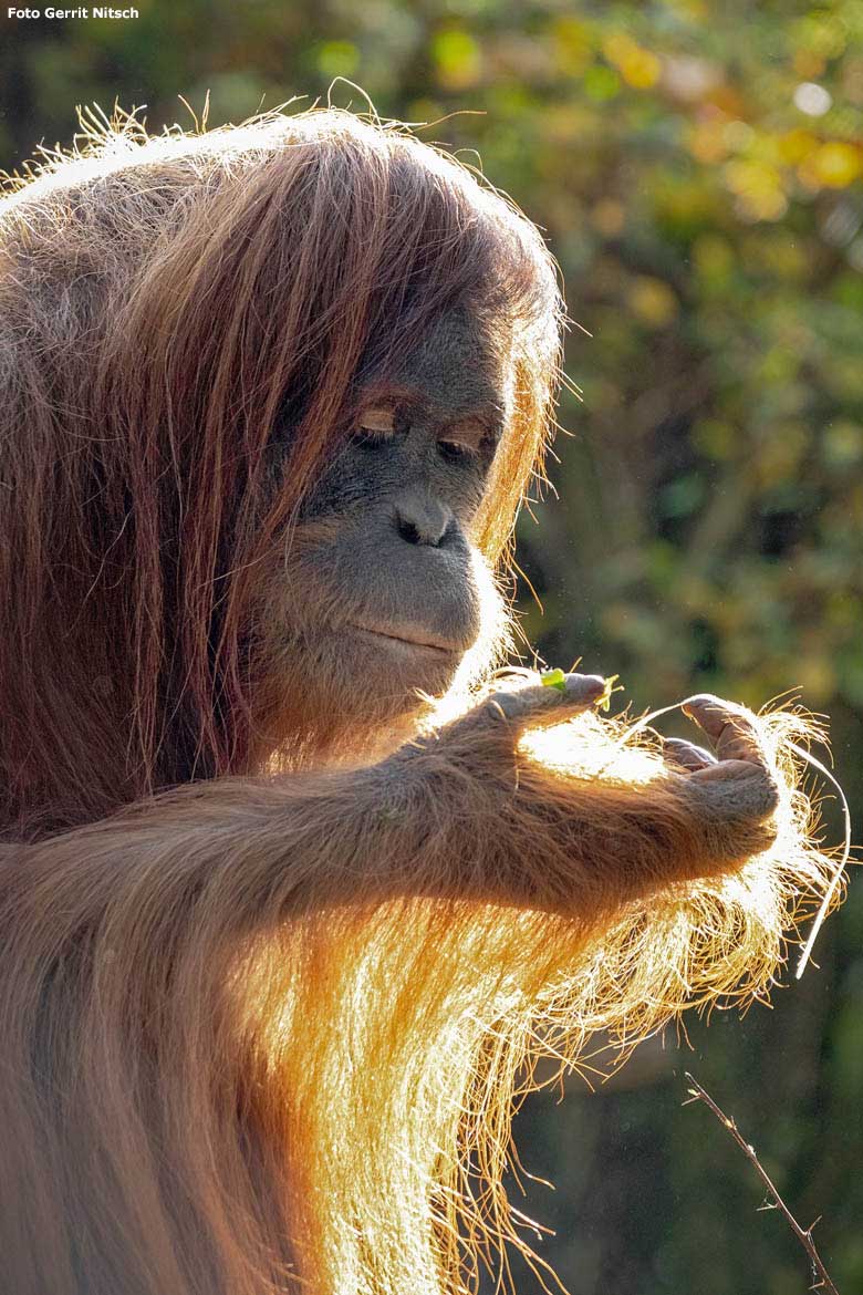 Orang-Utan Weibchen CHEEMO am 17. Oktober 2018 auf der Außenanlage im Zoologischen Garten Wuppertal (Foto Gerrit Nitsch)