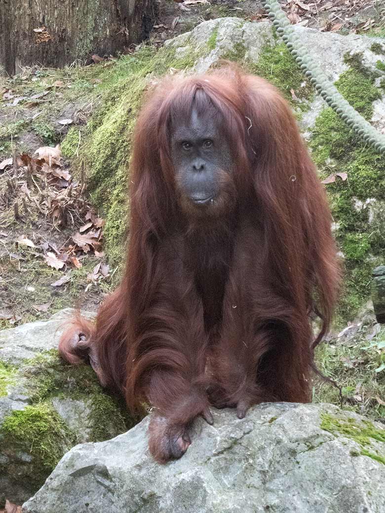 Orang-Utan Weibchen CHEEMO am 28. Dezember 2018 auf der Außenanlage am Menschenaffenhaus im Zoologischen Garten Wuppertal