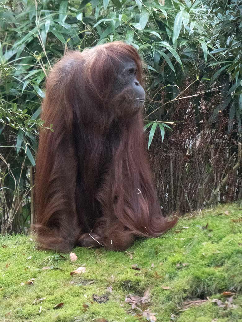 Orang-Utan Weibchen JAKOWINA am 28. Dezember 2018 auf der Außenanlage am Menschenaffenhaus im Wuppertaler Zoo
