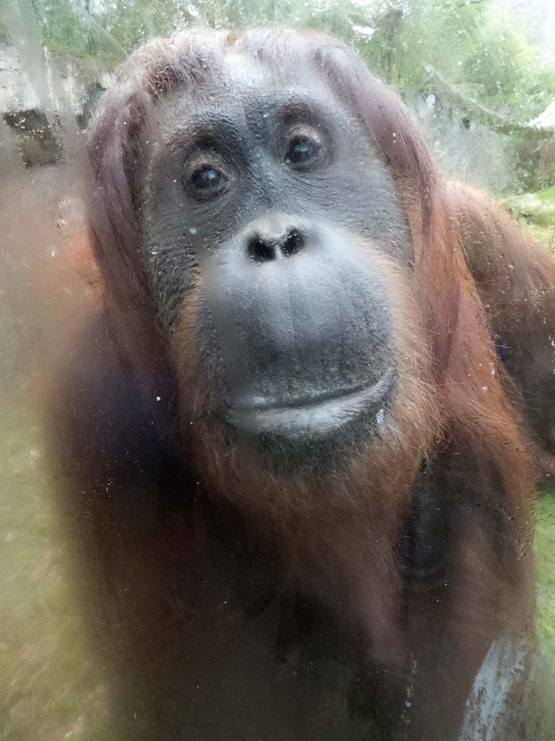Orang-Utan Weibchen CHEEMO am 28. Dezember 2018 auf der Außenanlage am Menschenaffenhaus im Wuppertaler Zoo direkt hinter der Glasscheibe bei der Begrüßung eines Stammbesuchers