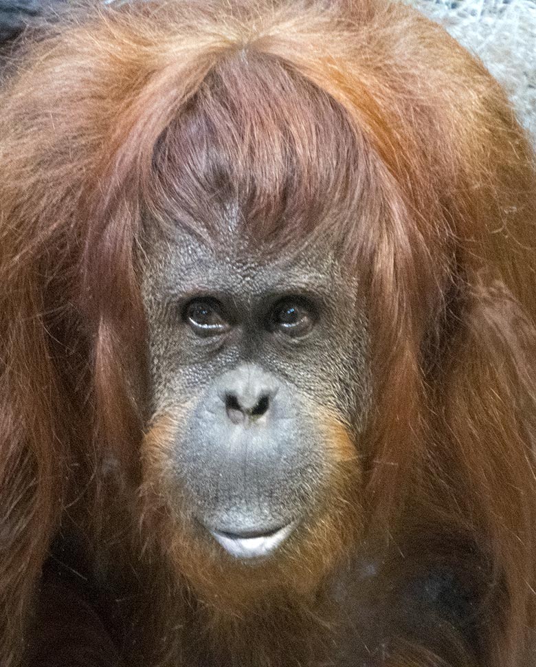 Orang-Utan Weibchen CHEEMO am 20. Januar 2019 im Wuppertaler Zoo
