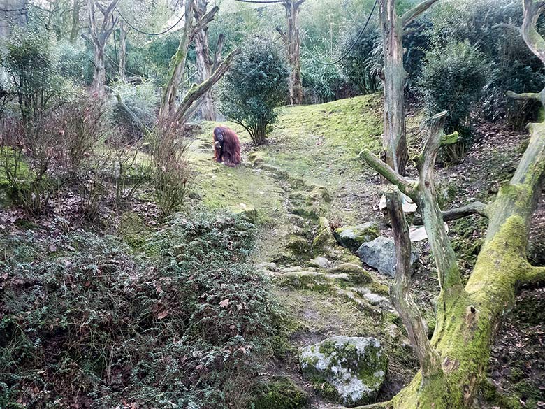 Orang-Utan-Weibchen CHEEMO am 17. Februar 2019 auf der Außenanlage am Menschenaffen-Haus im Grünen Zoo Wuppertal