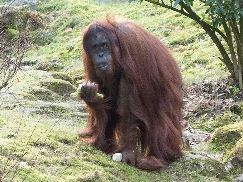 Orang-Utan-Weibchen CHEEMO am 17. Februar 2019 auf der Außenanlage am Menschenaffen-Haus im Zoo Wuppertal