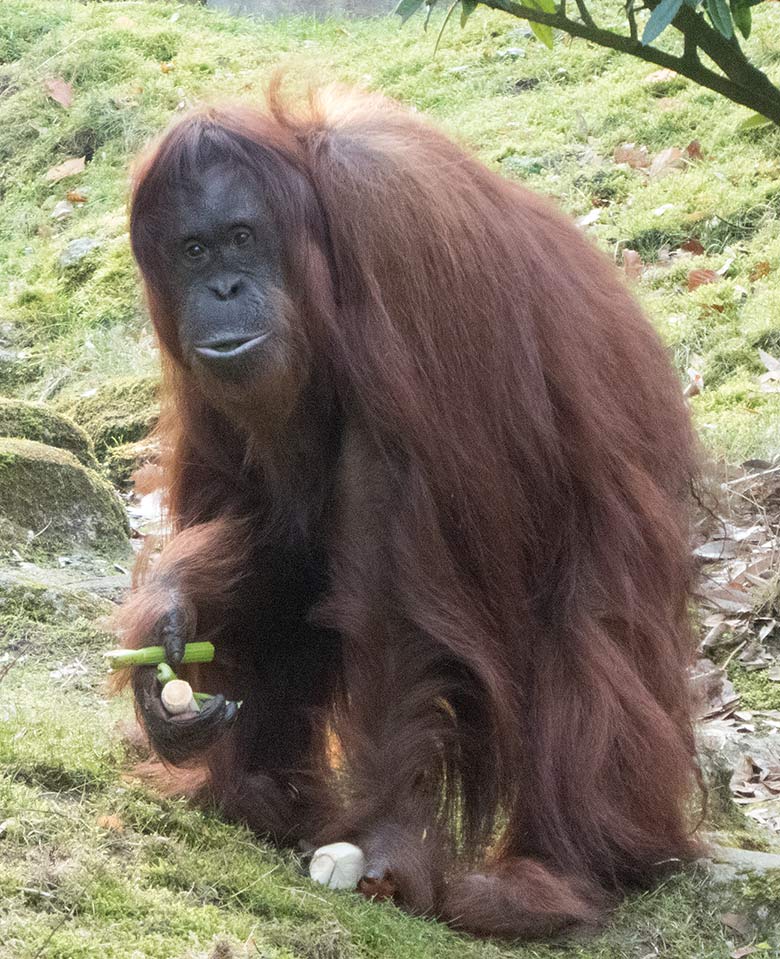 Orang-Utan-Weibchen CHEEMO am 17. Februar 2019 auf der Außenanlage am Menschenaffen-Haus im Wuppertaler Zoo