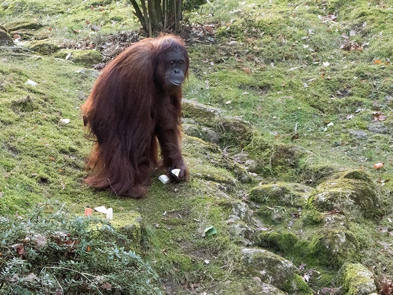 Orang-Utan-Weibchen CHEEMO am 17. Februar 2019 auf der Außenanlage am Menschenaffen-Haus im Zoologischen Garten Wuppertal