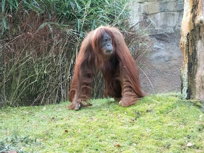Orang-Utan-Weibchen JAKOWINA am 17. Februar 2019 auf der Außenanlage am Menschenaffen-Haus im Grünen Zoo Wuppertal