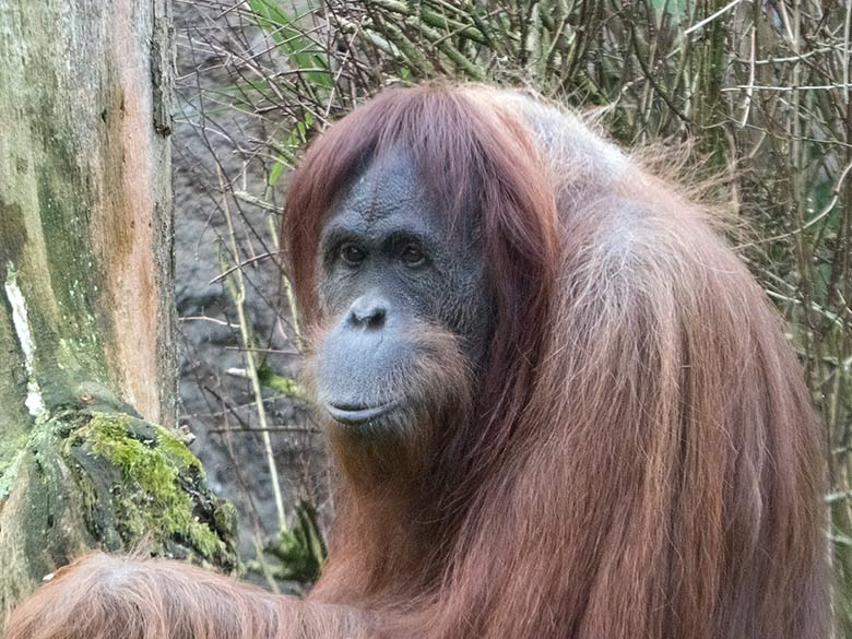 Orang-Utan-Weibchen JAKOWINA am 17. Februar 2019 auf der Außenanlage am Menschenaffen-Haus im Wuppertaler Zoo