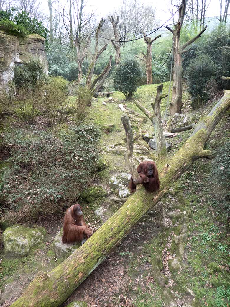Orang-Utan Weibchen JAKOWINA und CHEEMO am 23. März 2019 auf der Außenanlage am Menschenaffen-Haus im Grünen Zoo Wuppertal