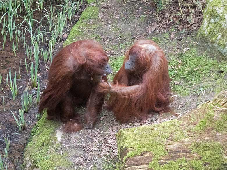 Orang-Utan Weibchen CHEEMO und JAKOWINA am 23. März 2019 auf der Außenanlage am Menschenaffen-Haus im Wuppertaler Zoo