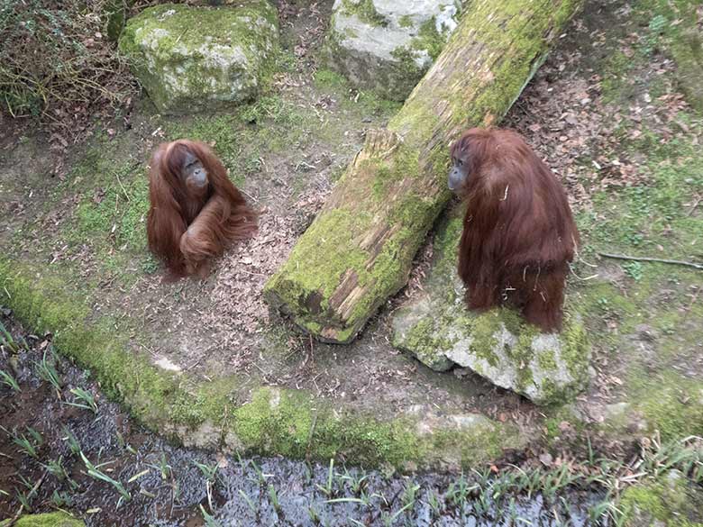 Orang-Utan Weibchen JAKOWINA und CHEEMO am 23. März 2019 auf der Außenanlage am Menschenaffen-Haus im Zoologischen Garten Wuppertal