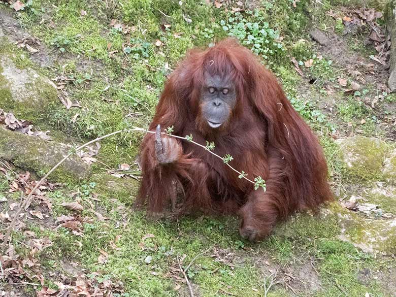 Orang-Utan Weibchen CHEEMO am 23. März 2019 auf der Außenanlage am Menschenaffen-Haus im Zoologischen Garten der Stadt Wuppertal