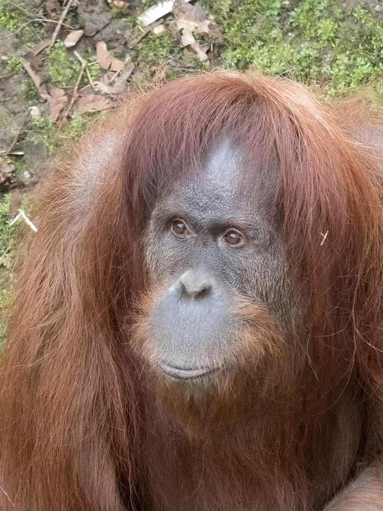 Orang-Utan Weibchen JAKOWINA am 23. März 2019 auf der Außenanlage am Menschenaffen-Haus im Wuppertaler Zoo