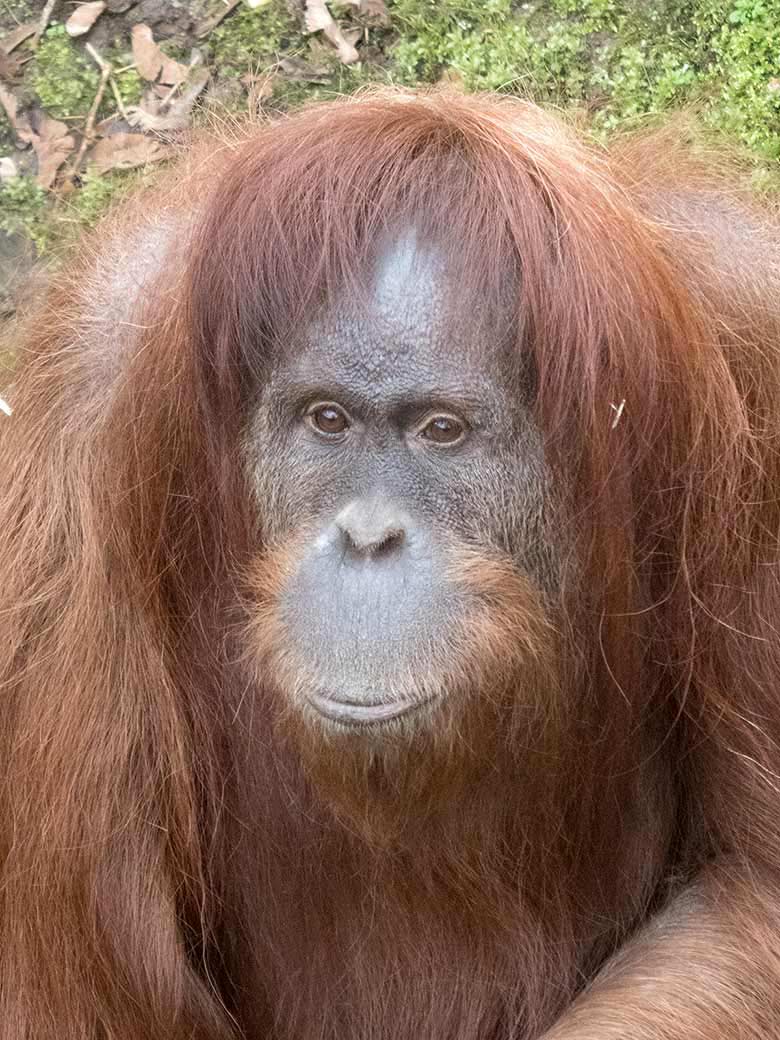 Orang-Utan Weibchen JAKOWINA am 23. März 2019 auf der Außenanlage am Menschenaffen-Haus im Zoo Wuppertal