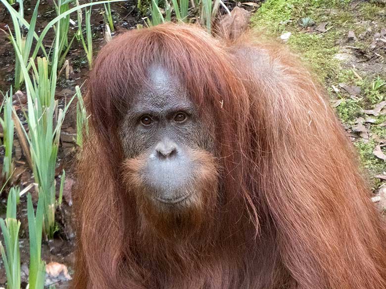 Orang-Utan Weibchen JAKOWINA am 23. März 2019 auf der Außenanlage am Menschenaffen-Haus im Wuppertaler Zoo
