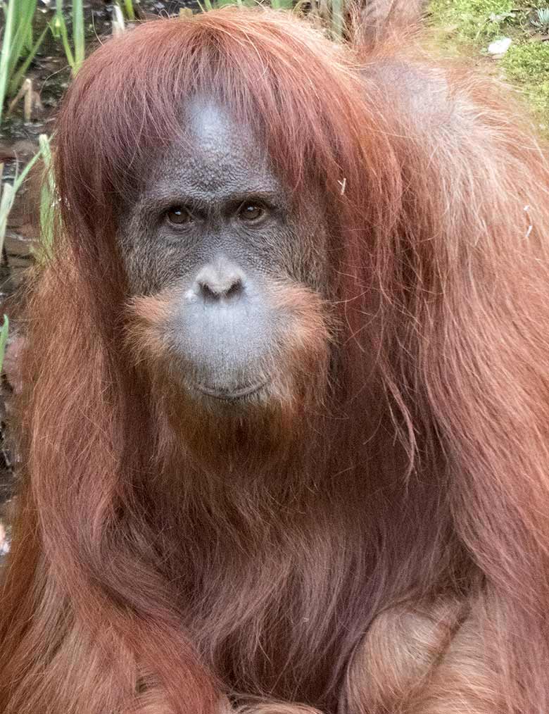 Orang-Utan Weibchen JAKOWINA am 23. März 2019 auf der Außenanlage am Menschenaffen-Haus im Grünen Zoo Wuppertal