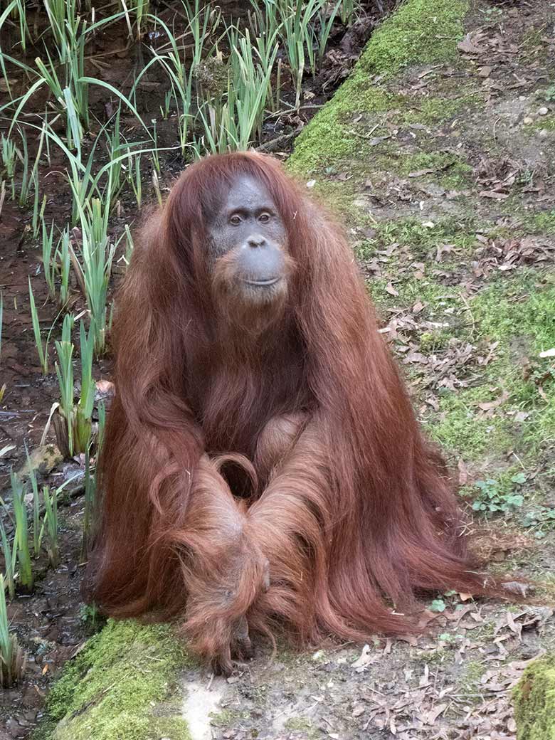 Orang-Utan Weibchen JAKOWINA am 23. März 2019 auf der Außenanlage am Menschenaffen-Haus im Zoologischen Garten der Stadt Wuppertal