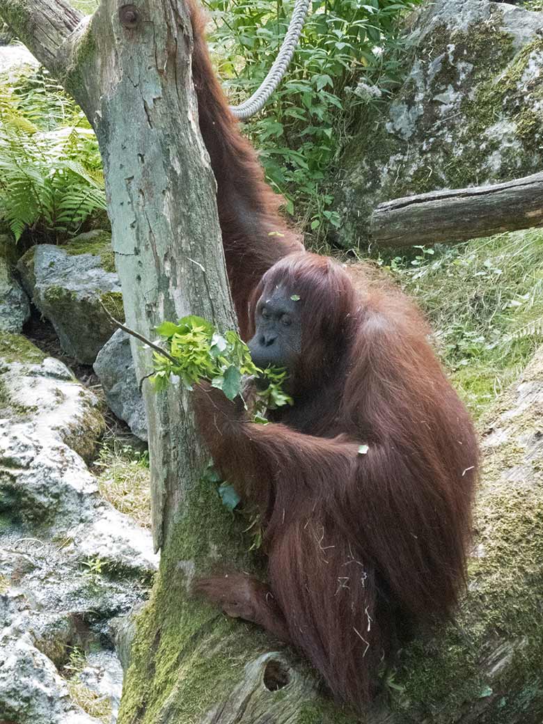 Orang-Utan Weibchen CHEEMO am 1. August 2019 auf der Außenanlage im Zoologischen Garten der Stadt Wuppertal