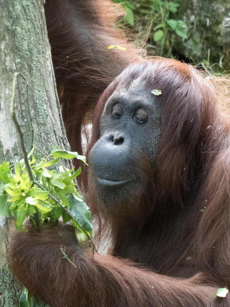 Orang-Utan Weibchen CHEEMO am 1. August 2019 auf der Außenanlage im Zoo Wuppertal