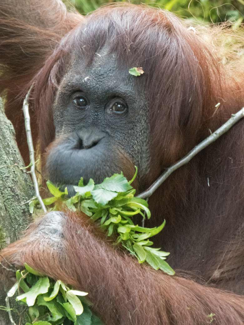 Orang-Utan Weibchen CHEEMO am 1. August 2019 auf der Außenanlage im Wuppertaler Zoo