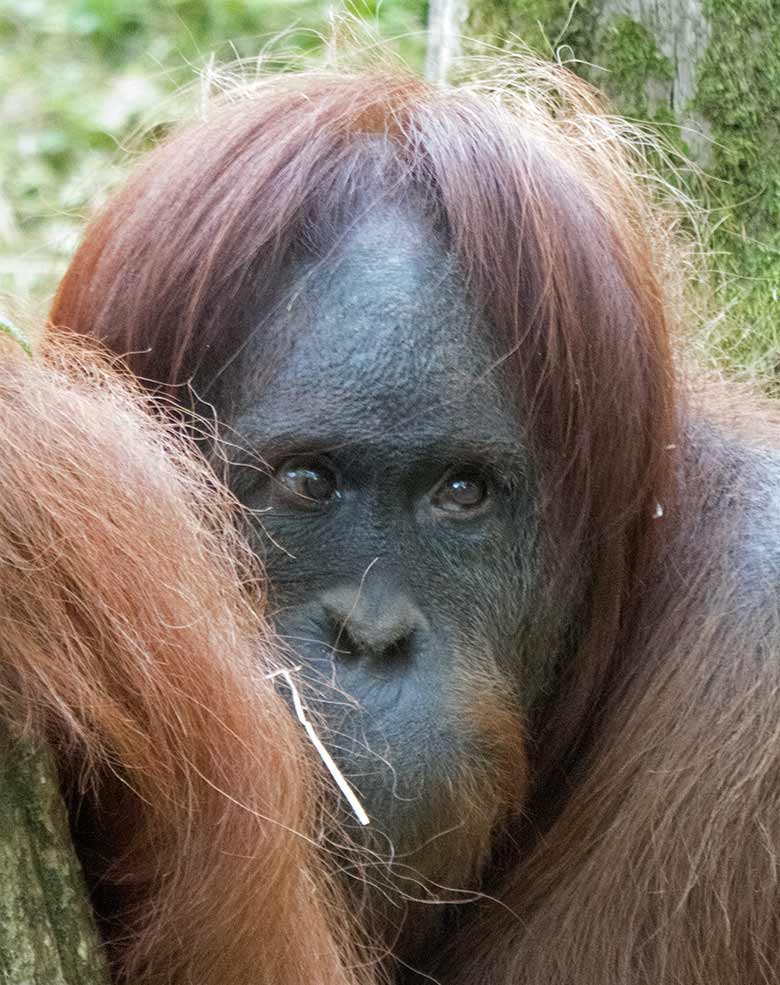 Orang-Utan Weibchen JAKOWINA am 1. August 2019 auf der Außenanlage im Grünen Zoo Wuppertal