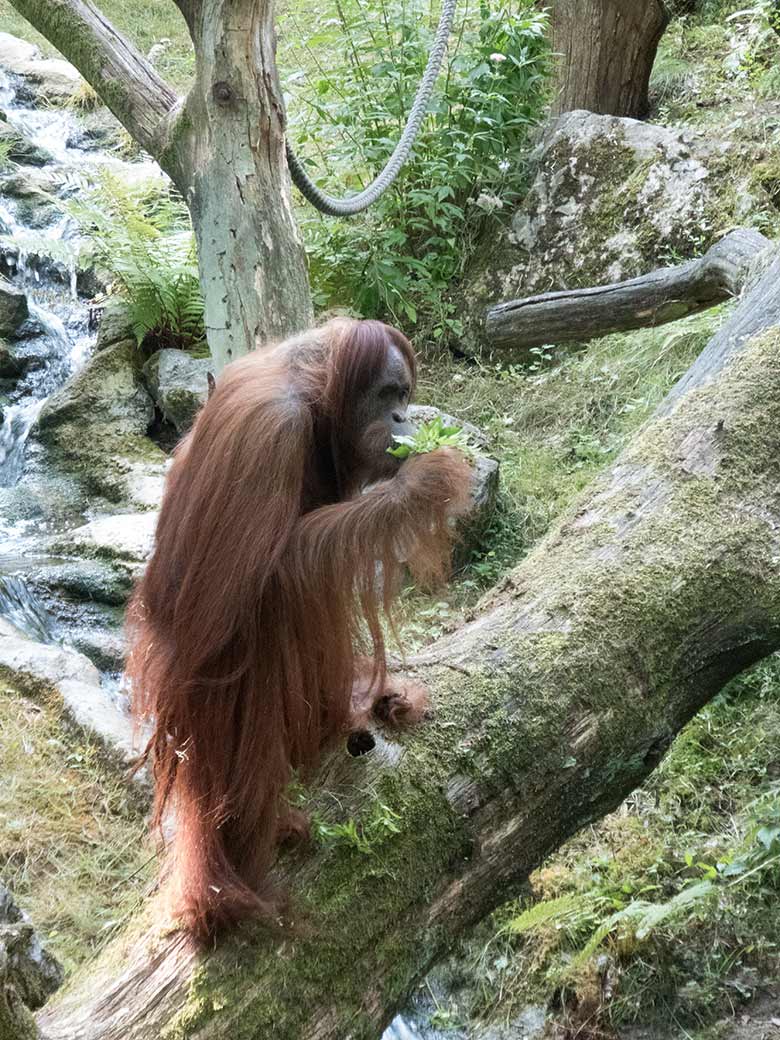 Orang-Utan Weibchen JAKOWINA am 1. August 2019 auf der Außenanlage im Zoologischen Garten Wuppertal
