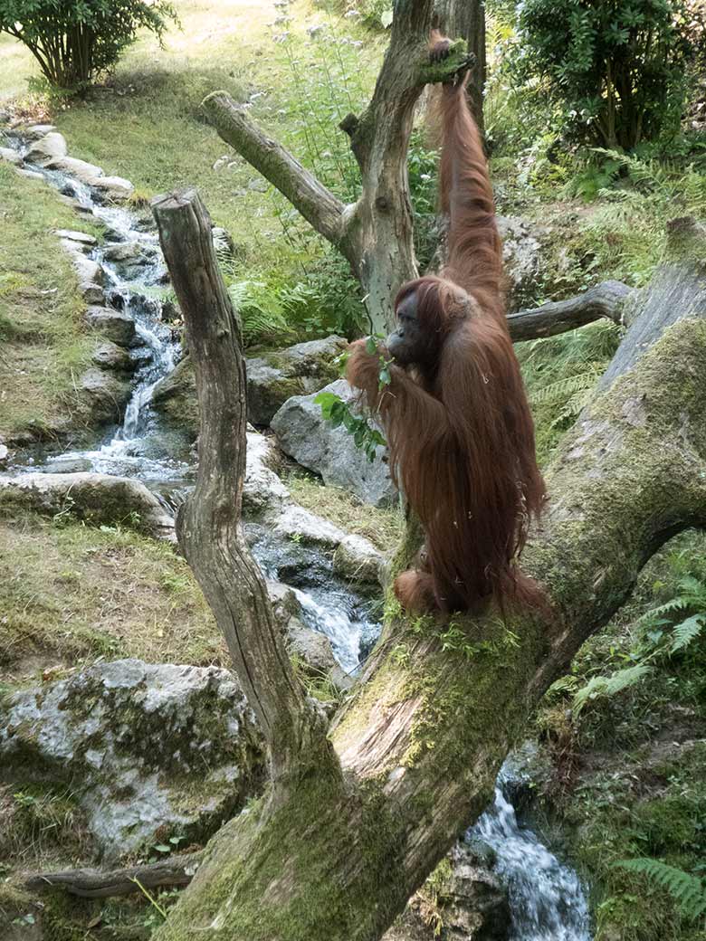 Orang-Utan Weibchen JAKOWINA am 1. August 2019 auf der Außenanlage im Zoo Wuppertal