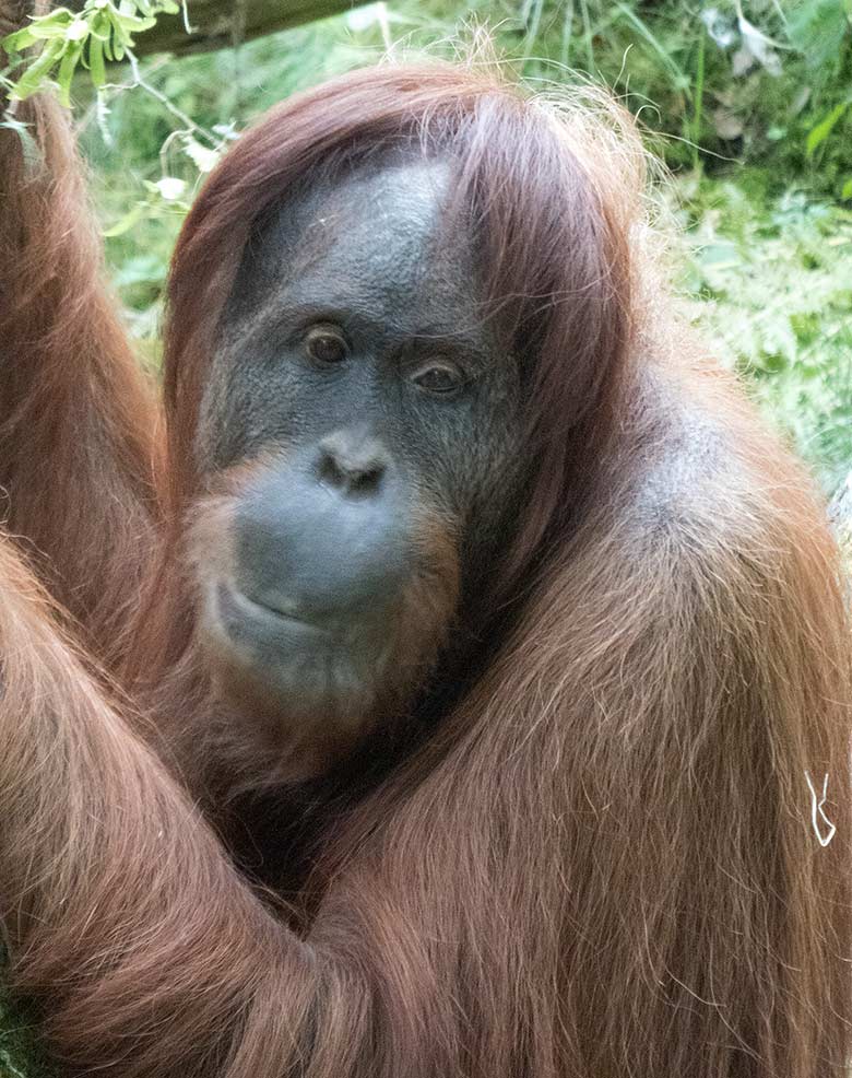 Orang-Utan Weibchen JAKOWINA am 1. August 2019 auf der Außenanlage im Wuppertaler Zoo