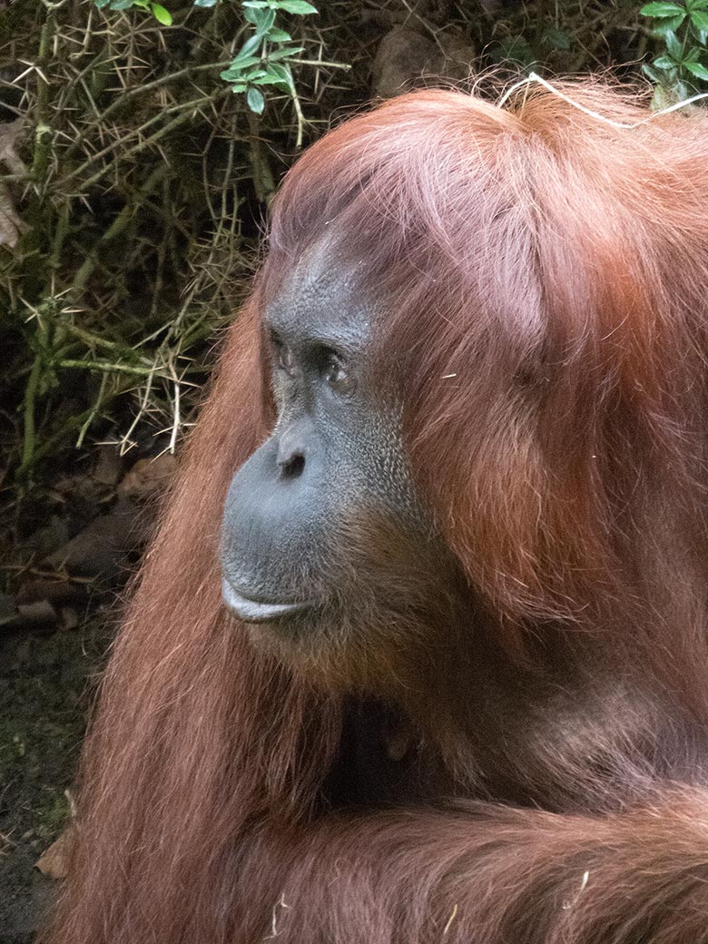 Orang-Utan Weibchen CHEEMO am 3. August 2019 auf der Außenanlage im Grünen Zoo Wuppertal