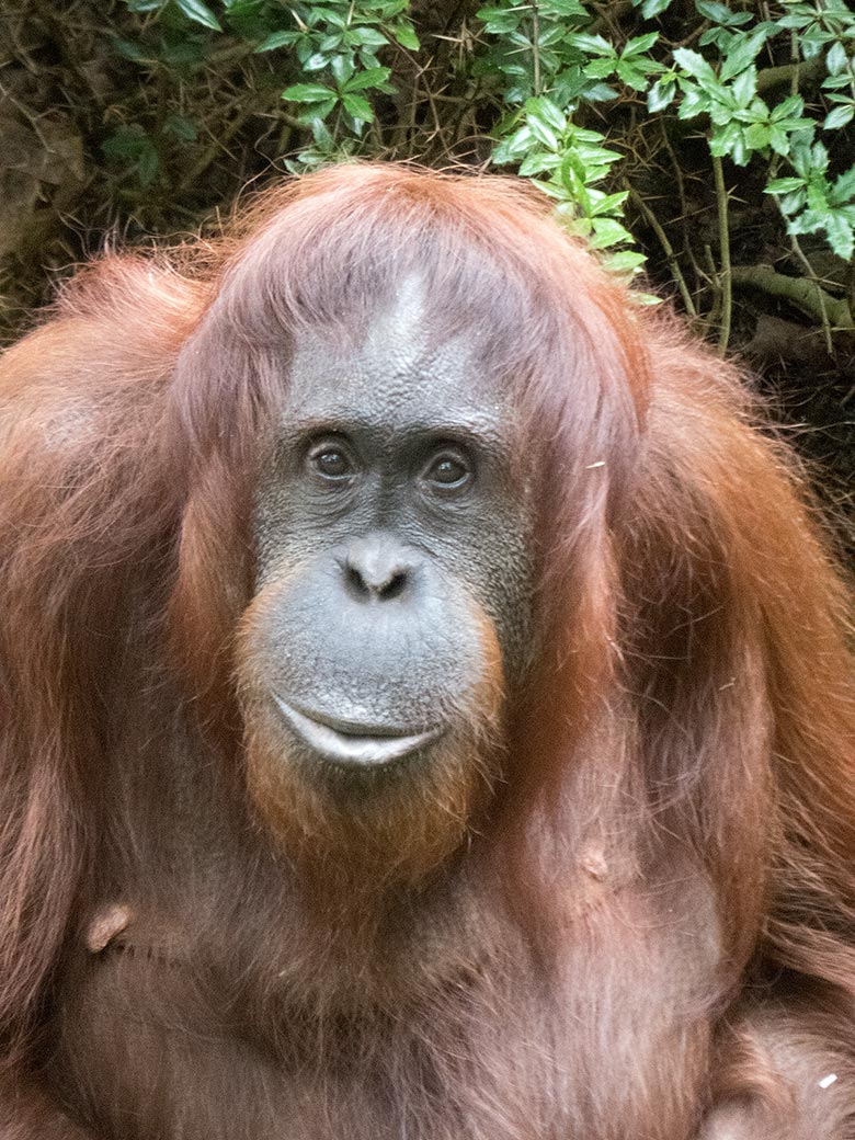Orang-Utan Weibchen CHEEMO am 3. August 2019 auf der Außenanlage im Zoologischen Garten Wuppertal