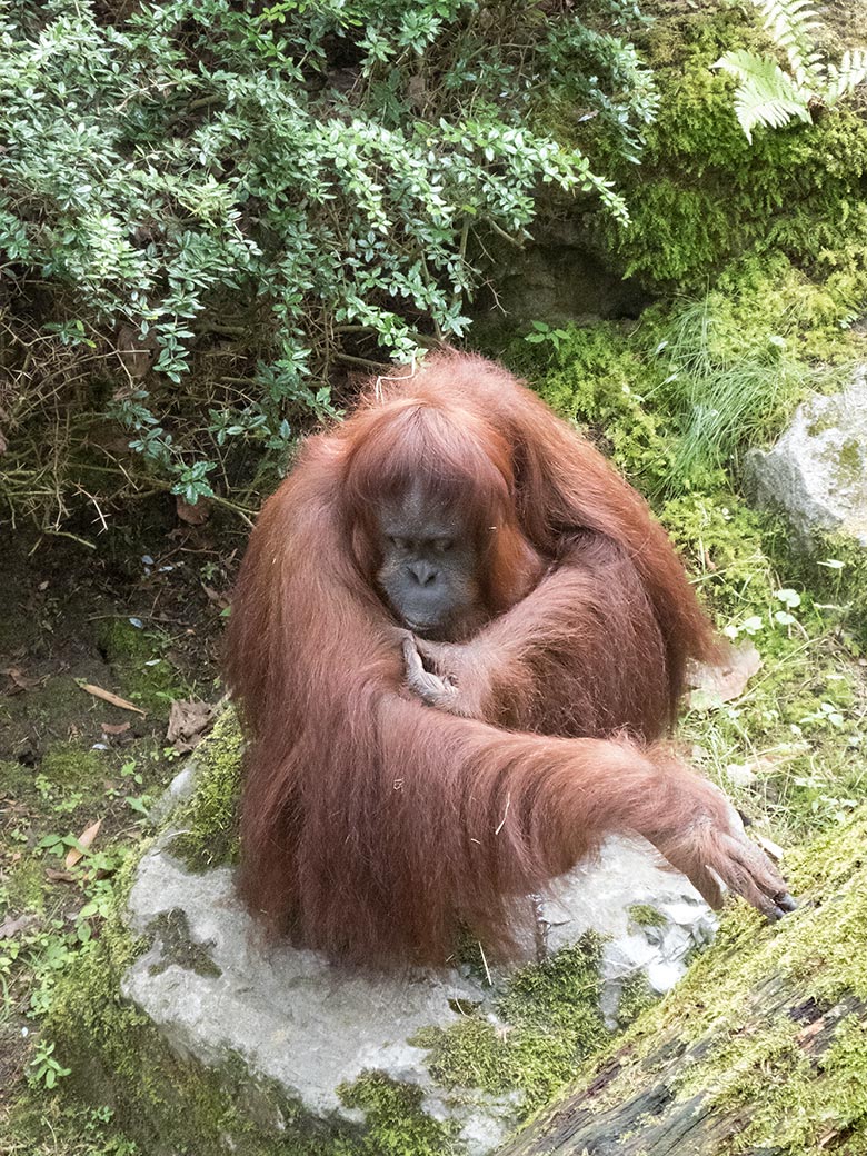 Orang-Utan Weibchen CHEEMO am 3. August 2019 auf der Außenanlage im Zoo Wuppertal
