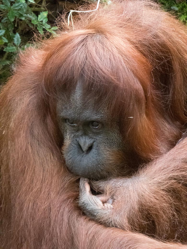 Orang-Utan Weibchen CHEEMO am 3. August 2019 auf der Außenanlage im Grünen Zoo Wuppertal