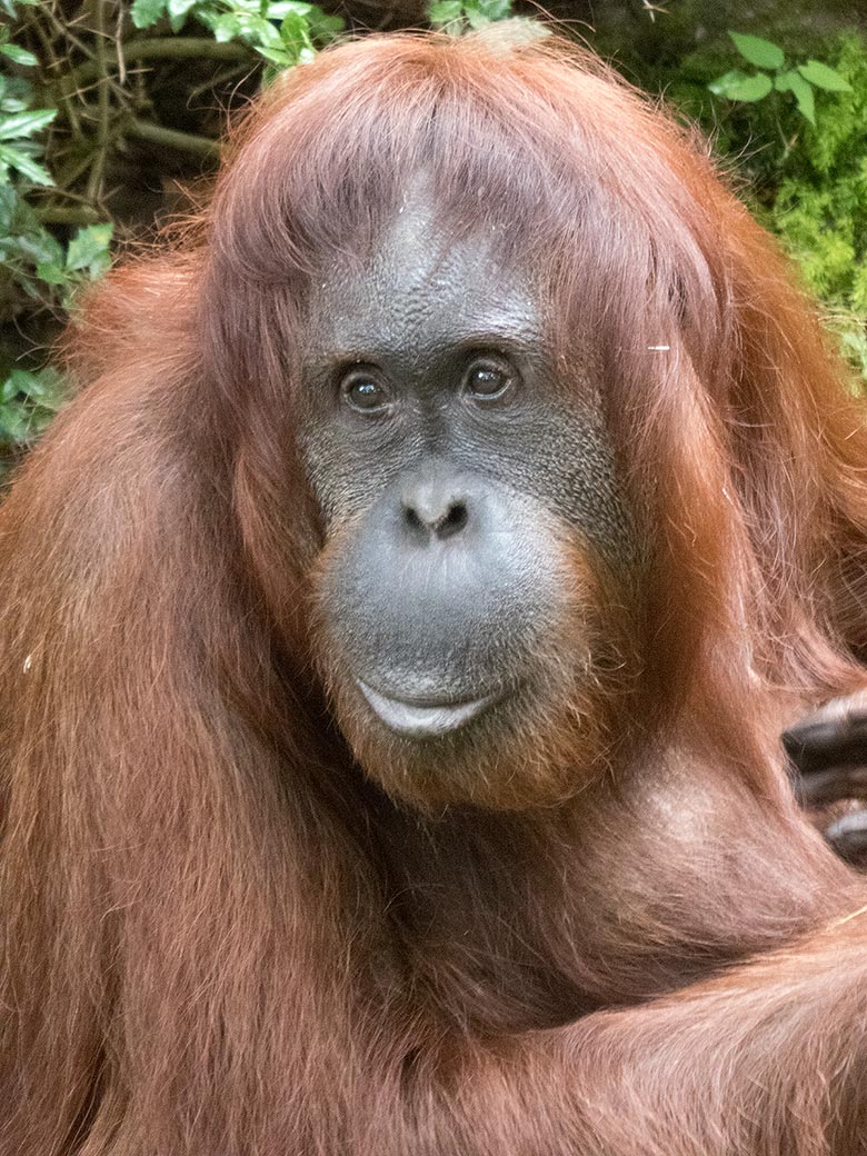 Orang-Utan Weibchen CHEEMO am 3. August 2019 auf der Außenanlage im Zoologischen Garten der Stadt Wuppertal