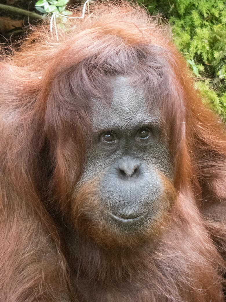 Orang-Utan Weibchen CHEEMO am 3. August 2019 auf der Außenanlage im Wuppertaler Zoo